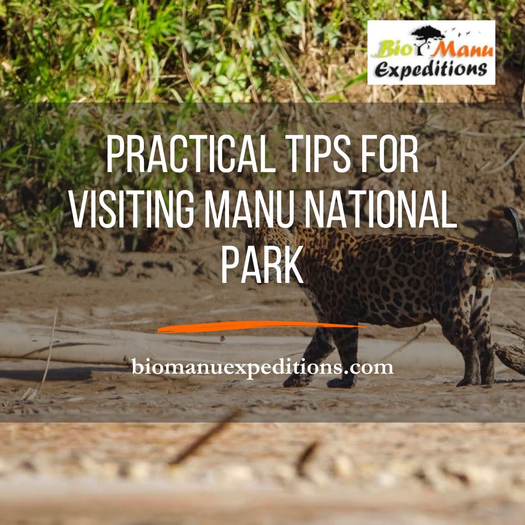 Practical Tips for Visiting Manu National Park