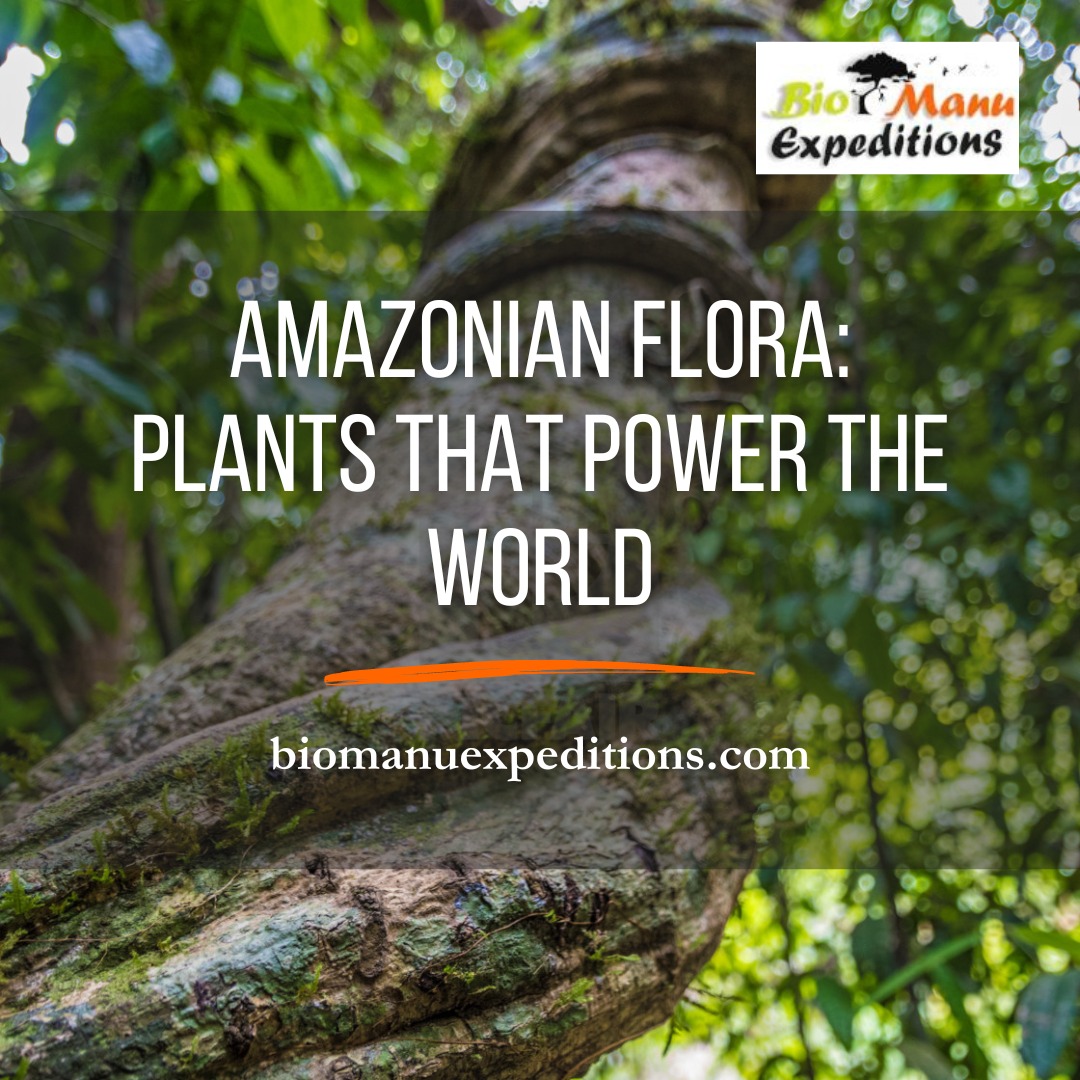 Amazonian Flora: Plants that Power the World