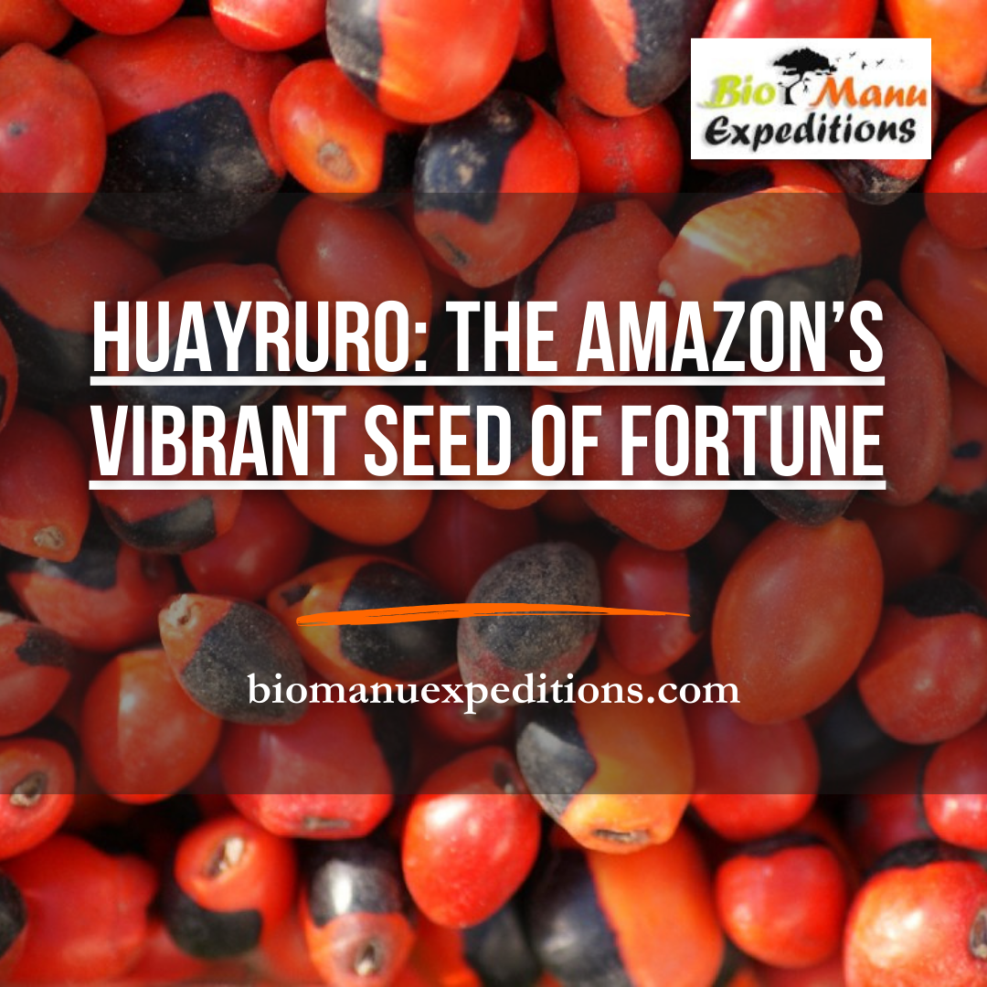 Huayruro: The Amazon’s Vibrant Seed of Fortune