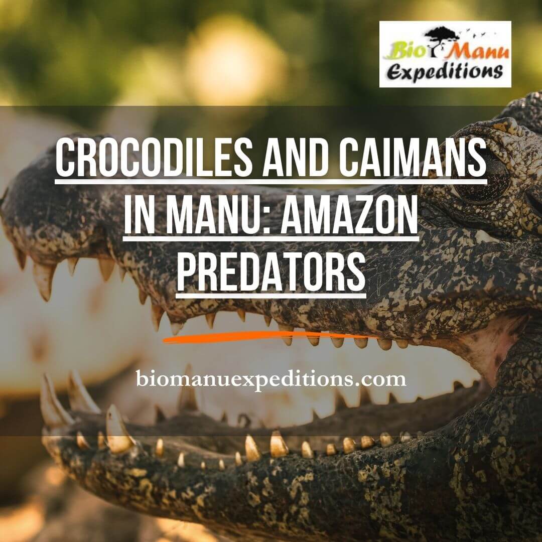 Crocodiles and Caimans in Manu