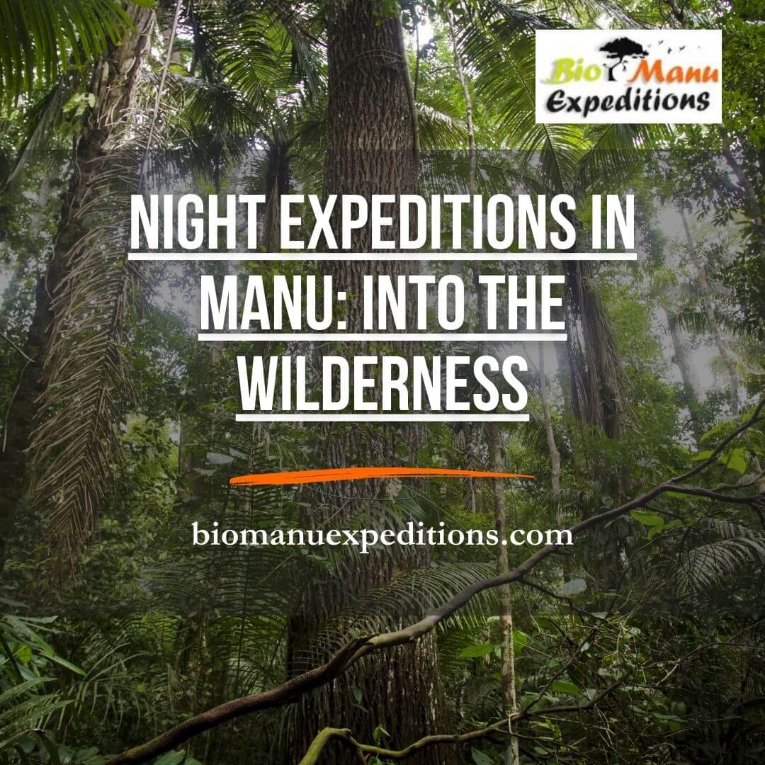 Night Expeditions in Manu