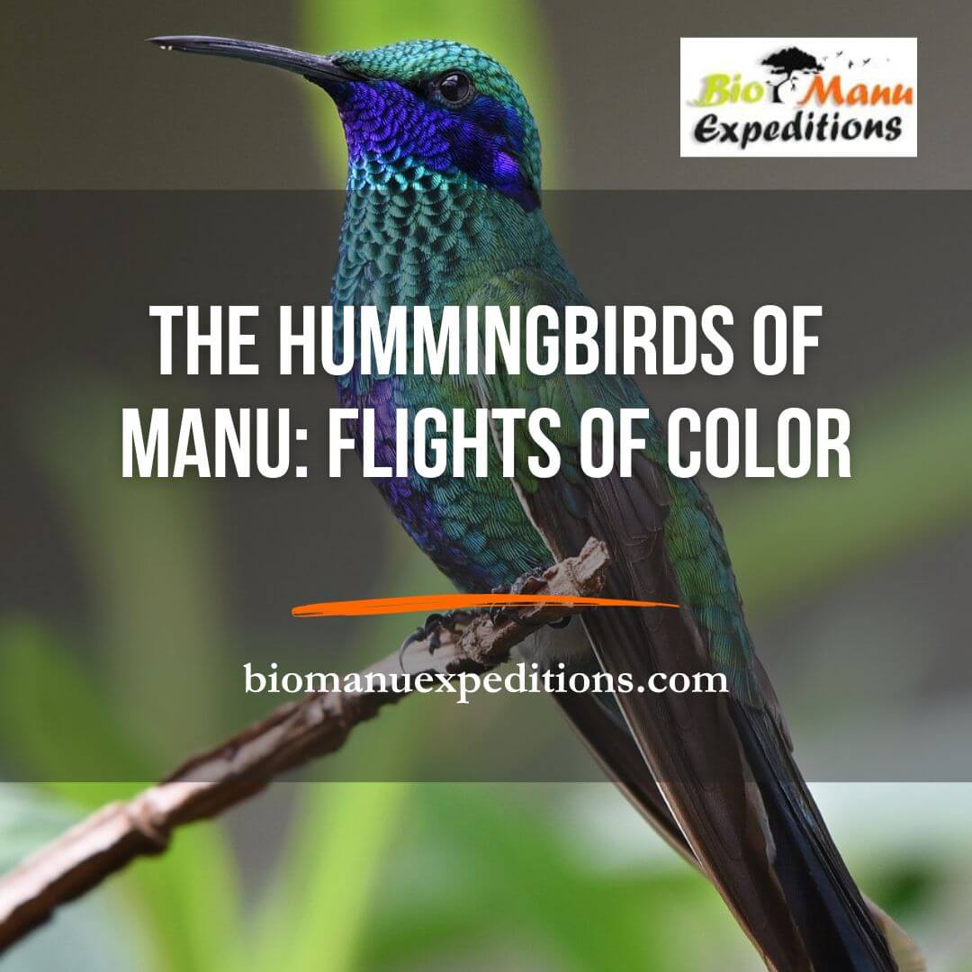 Hummingbirds of Manu