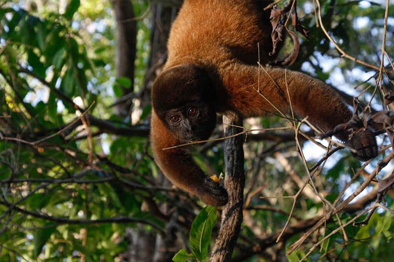 Treehouse lodges: Experiencing the Amazon from above