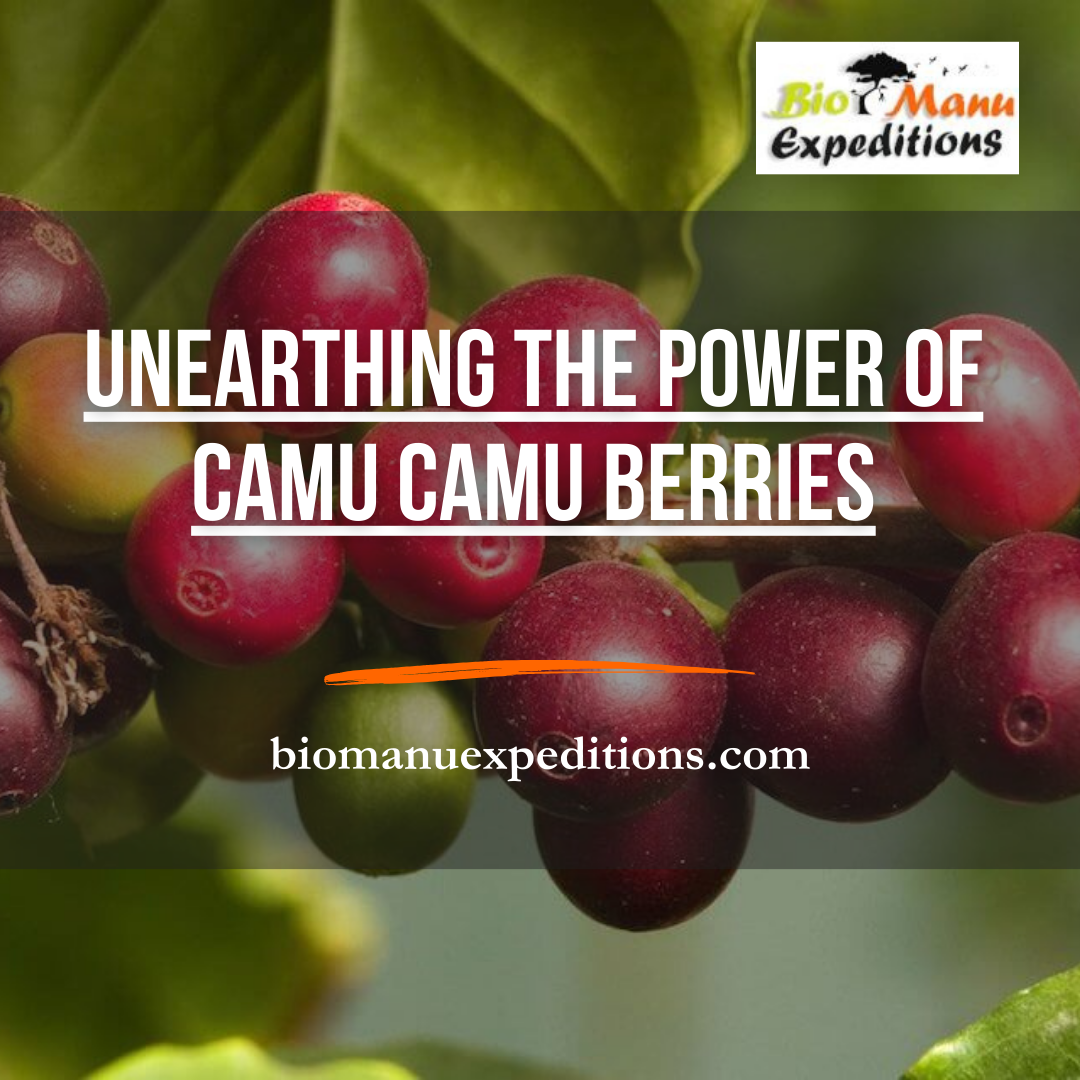 Unearthing the Power of Camu Camu Berries