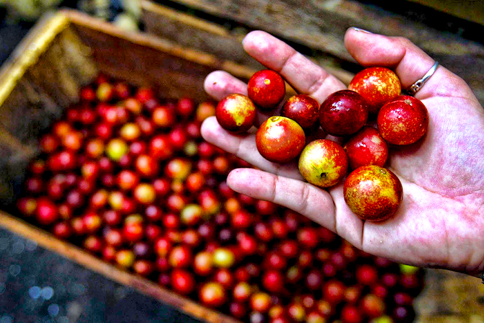 Unearthing the Power of Camu Camu Berries