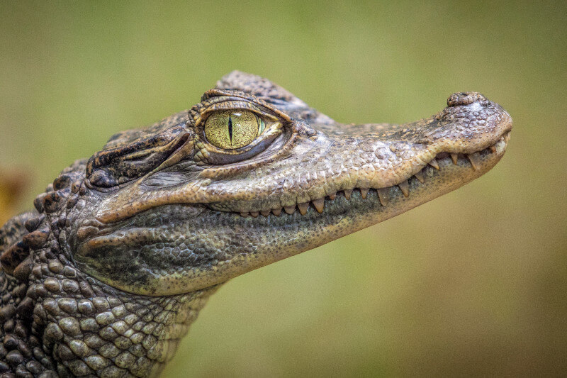 Crocodiles and Caimans in Manu