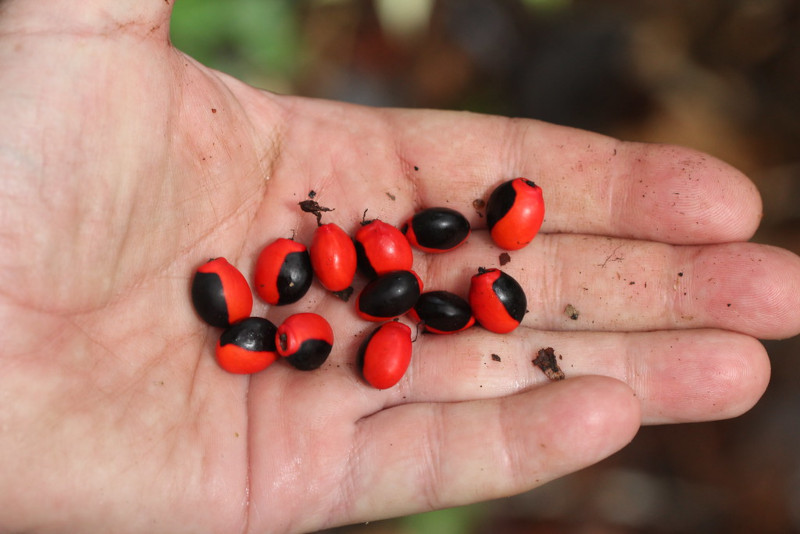 Huayruro: The Amazon’s Vibrant Seed of Fortune