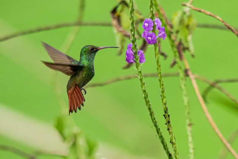 Hummingbirds of Manu