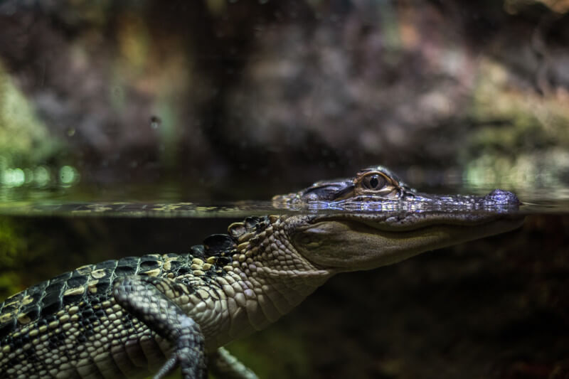 Crocodiles and Caimans in Manu