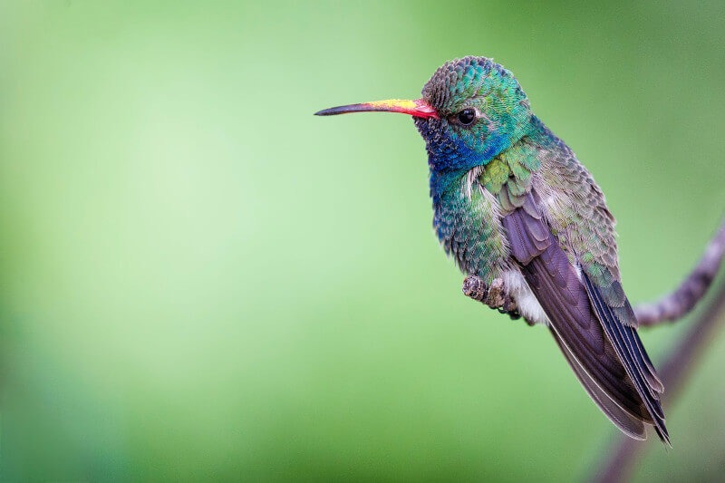 Hummingbirds of Manu