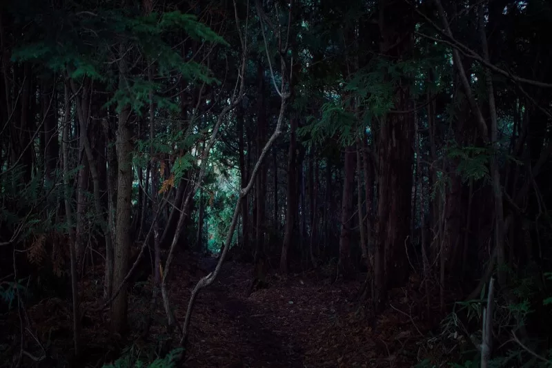 Night Expeditions in Manu