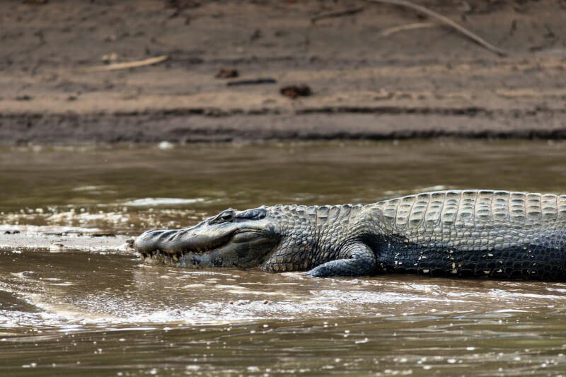 Crocodiles and Caimans in Manu