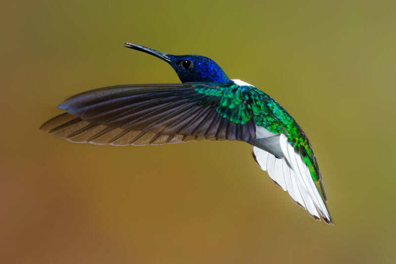 Hummingbirds of Manu