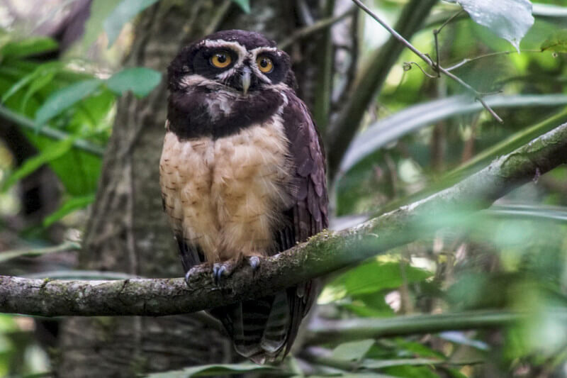 Birdwatching in Manu