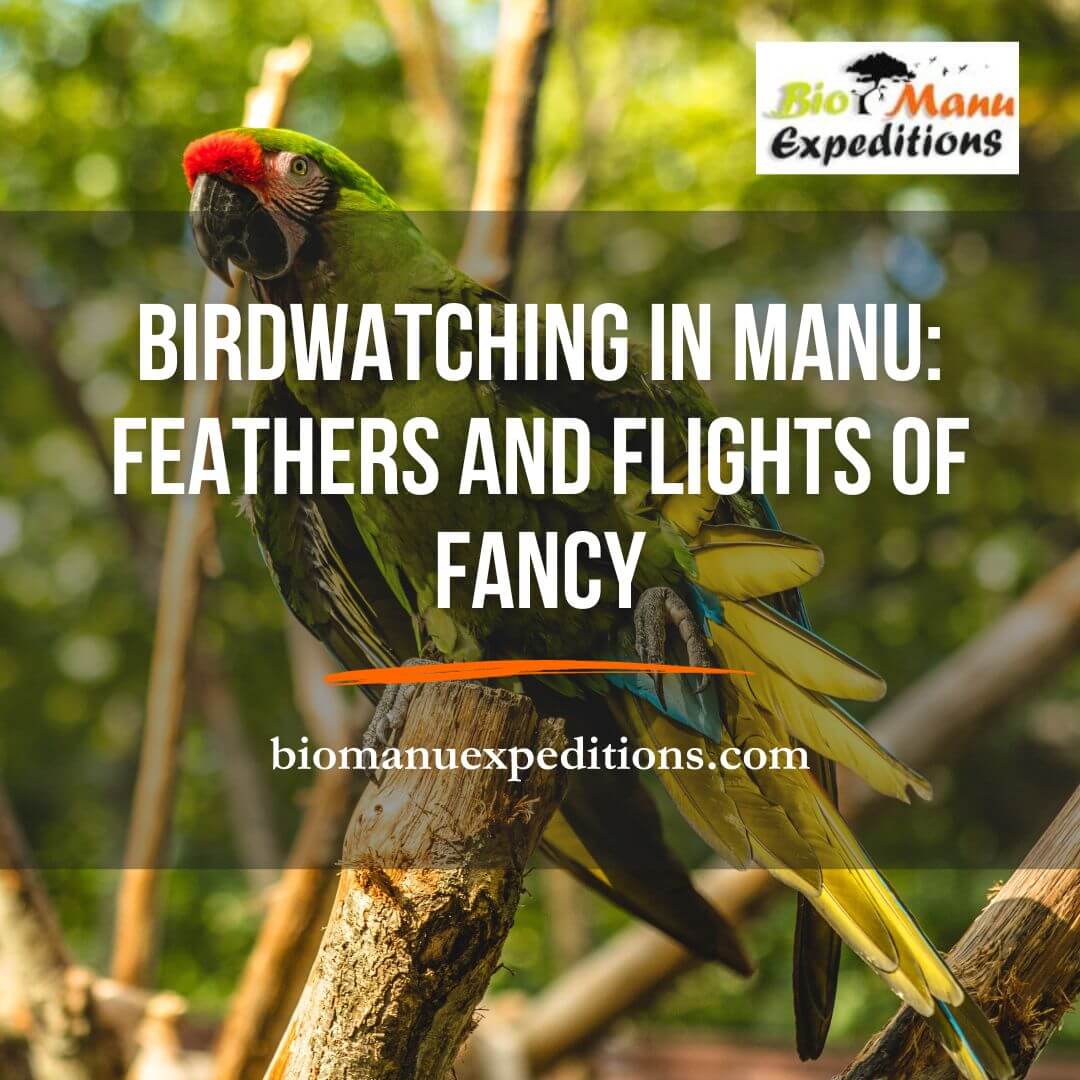 Birdwatching in Manu