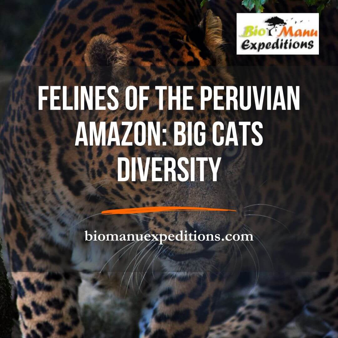 Felines of the Peruvian Amazon