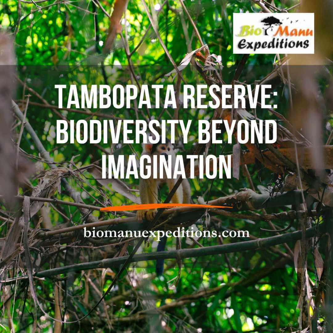 Tambopata Reserve