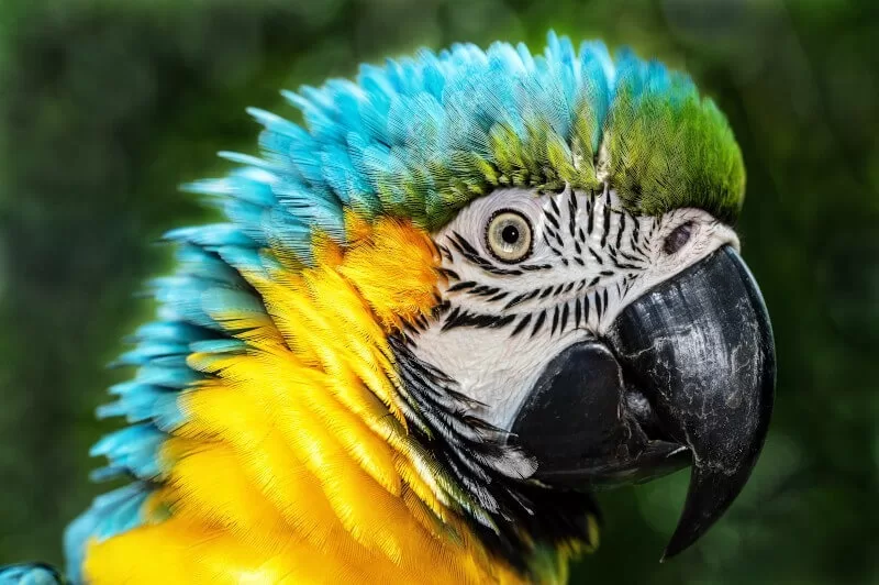 Birdwatching in Manu