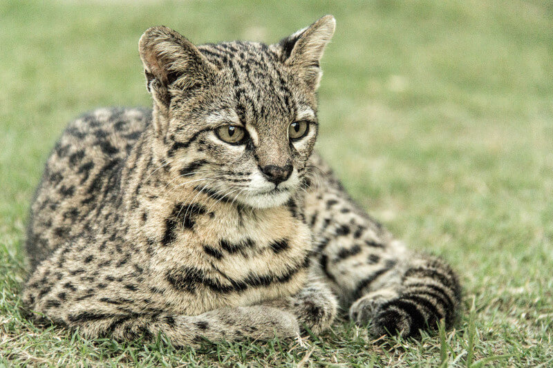 Felines of the Peruvian Amazon