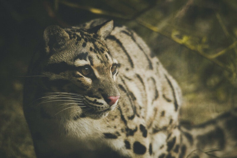 Felines of the Peruvian Amazon