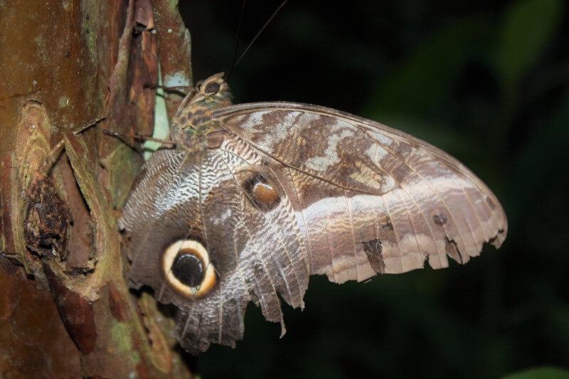 Tambopata Reserve