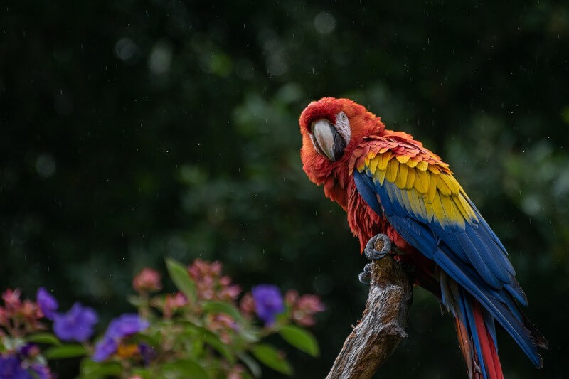 Tambopata Reserve