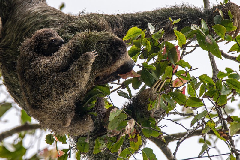 Manu Biodiversity: An Amazon Spectacle