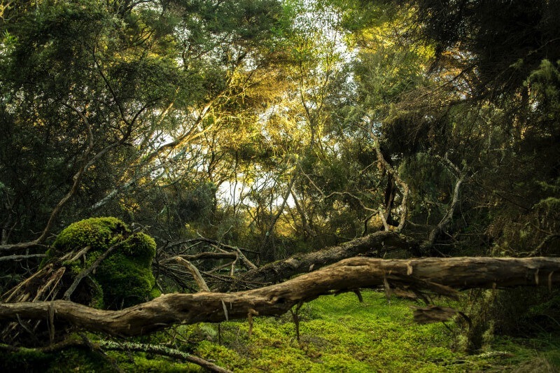 Manu National Park Weather