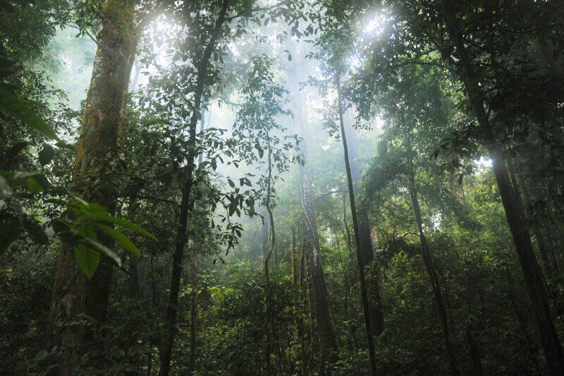 Manu National Park Weather