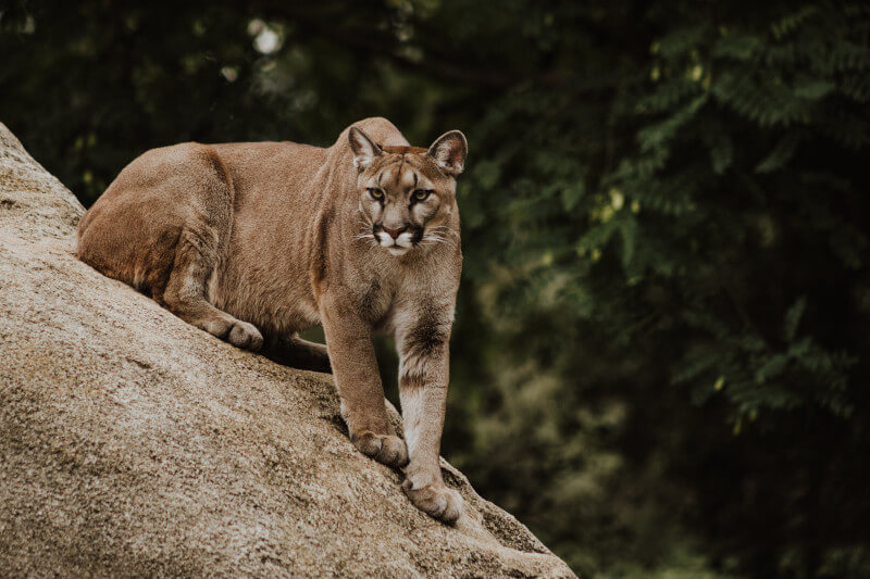 Felines of the Peruvian Amazon