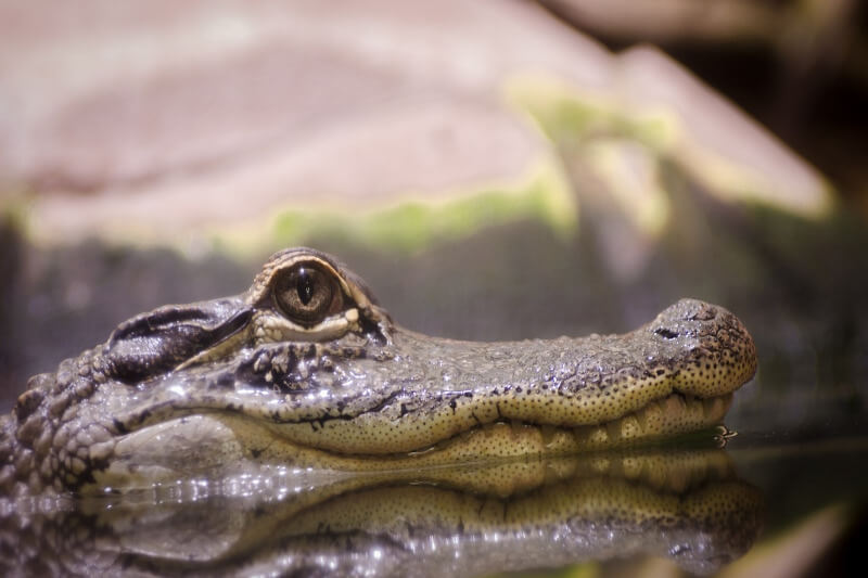 Tambopata Reserve