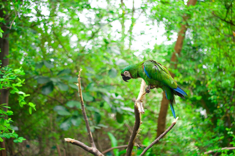 Manu Biodiversity: An Amazon Spectacle