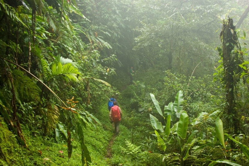 Safety Tips for Manu Rainforest: What You Should Know