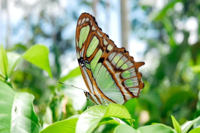 Preparing for the Manu National Park: Health and Safety Tips