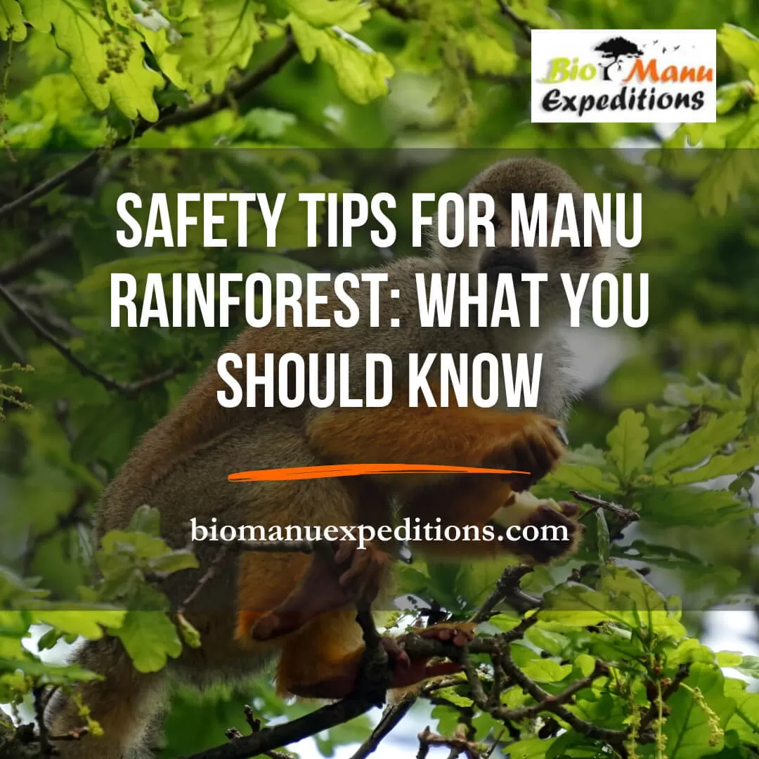 Safety Tips for Manu Rainforest: What You Should Know