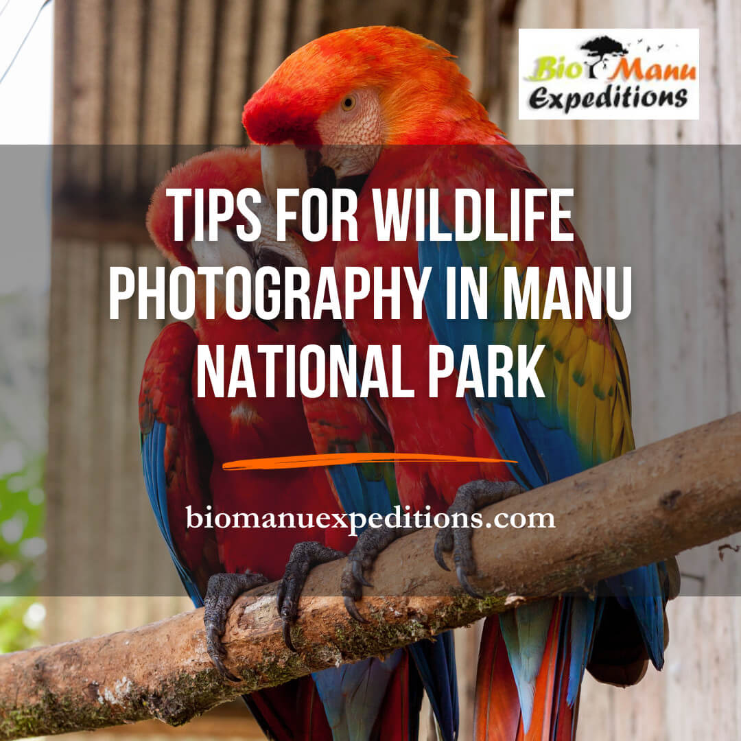 Tips for Wildlife Photography in Manu National Park