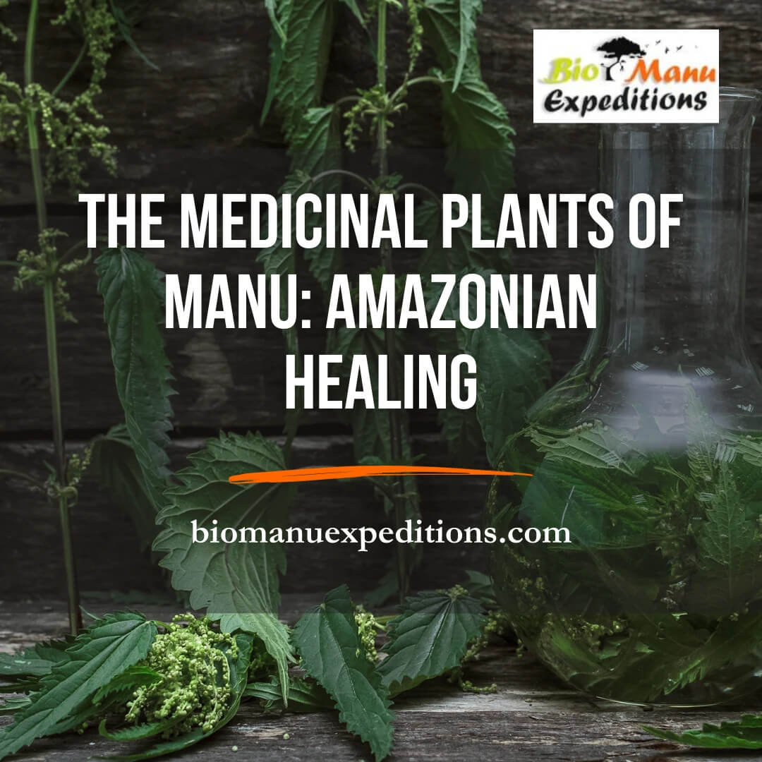 The Medicinal Plants of Manu: Amazonian Healing