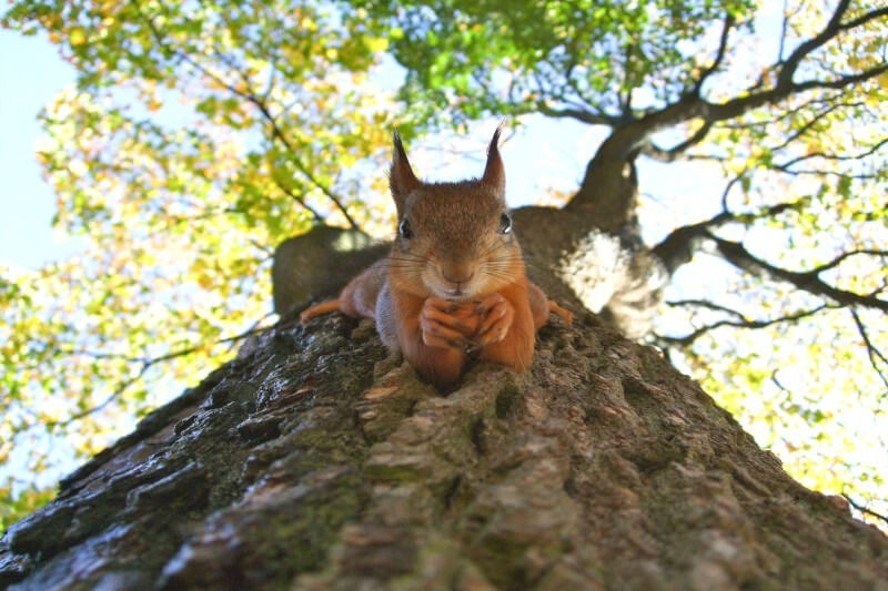 Tips for Wildlife Photography in Manu National Park