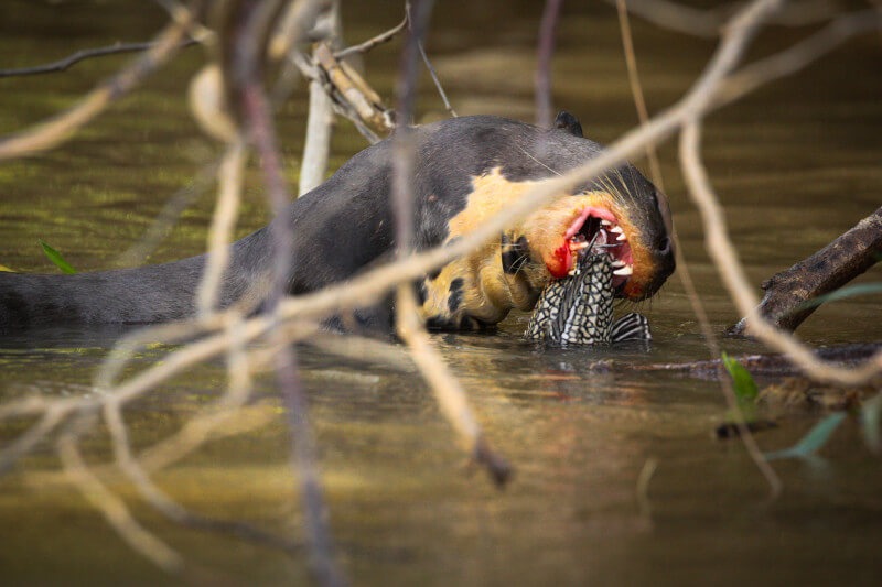 Tips for Wildlife Photography in Manu National Park