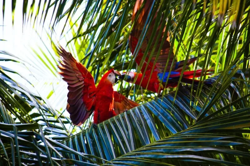 Camping in Manu: Starry Nights and Jungle Sounds