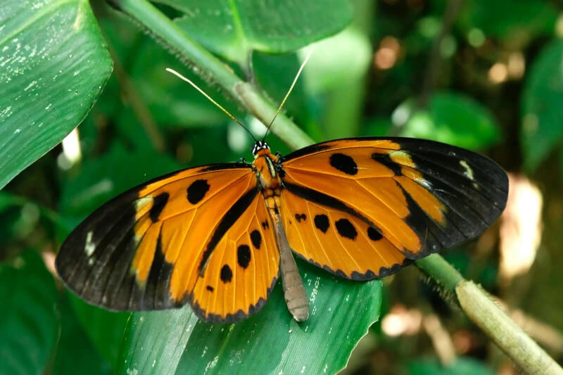 Manu's Insects