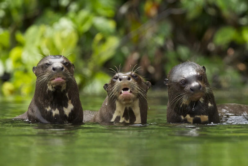 Why Manu National Park Should Be on Every Bucket List