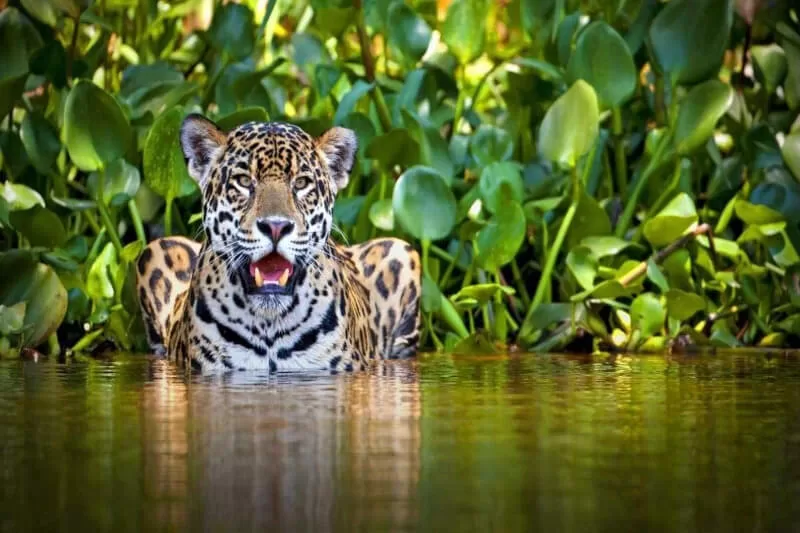 Why Manu National Park Should Be on Every Bucket List