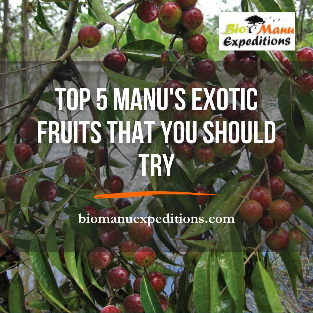 Top 5 Manu's Exotic Fruits That You Should Try