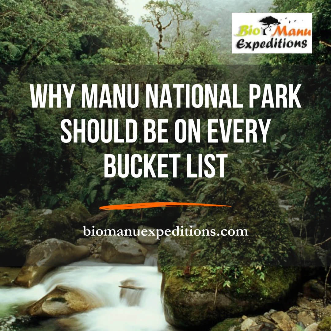 Why Manu National Park Should Be on Every Bucket List