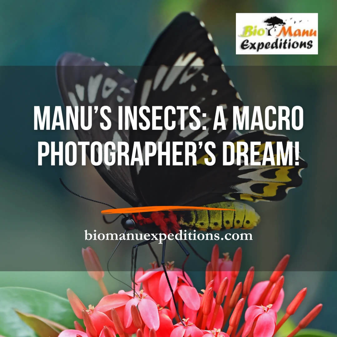 Manu’s Insects: A Macro Photographer’s Dream!