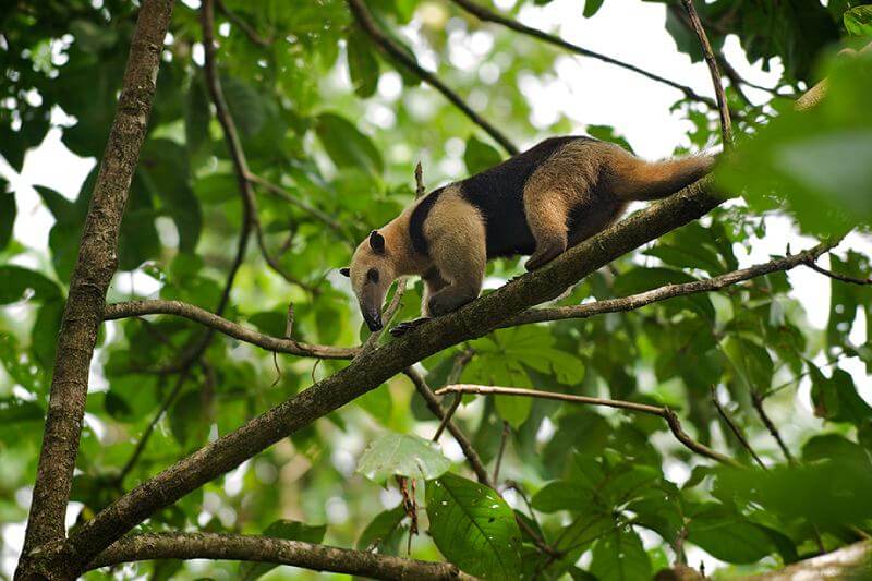 Lesser ant-eater