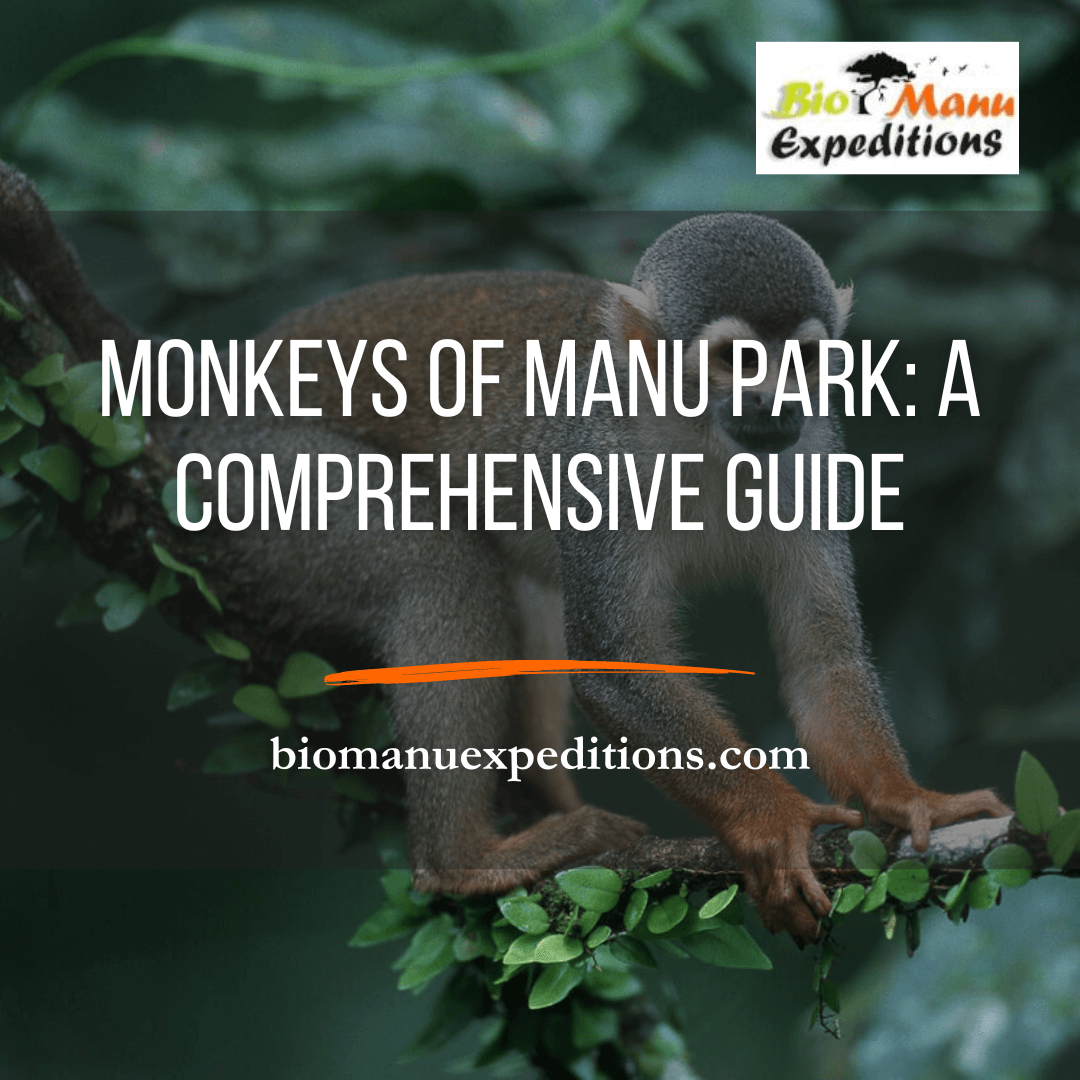 Primates of Manu