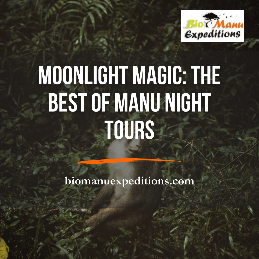 Manu night tours