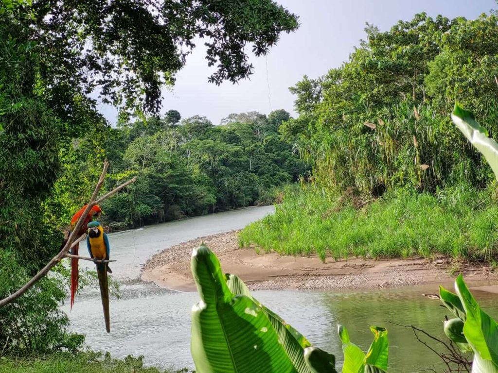 Biomanu Expeditions, Peruvian Amazon River: A Biodiversity Hotspot